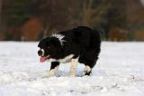 BORDER COLLIE 1176